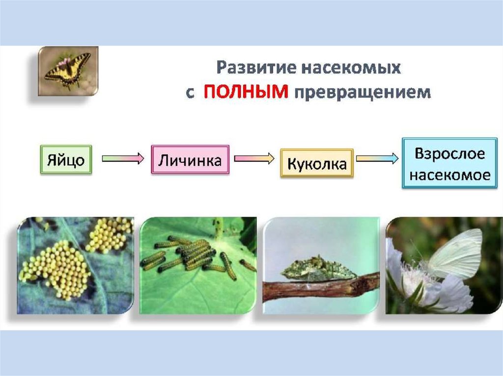 Насекомые вид размножения. Схема размножения насекомых 7 класс биология. Схема стадий развития насекомого. Схема развития насекомых с полным и неполным превращением. Размножение и развитие насекомых.