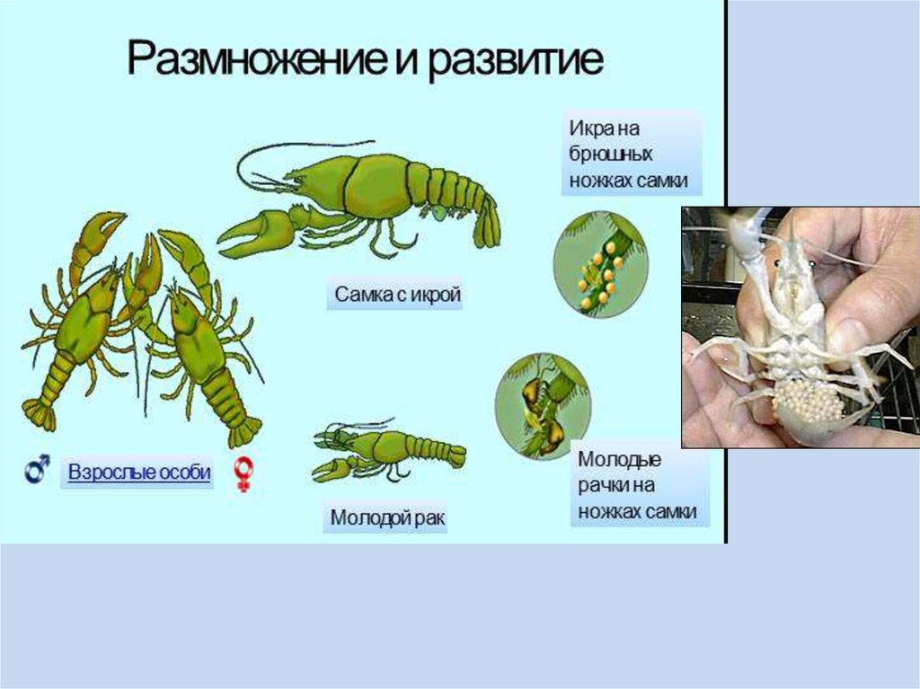 Развитие речного рака