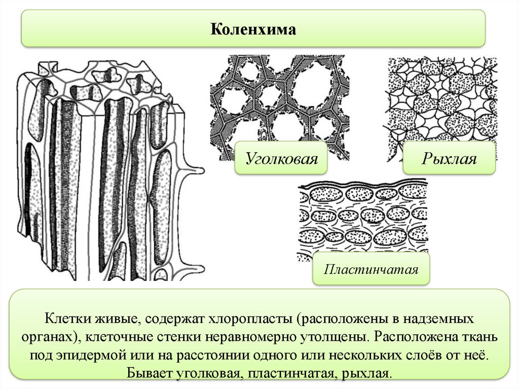 Сильно развиты механические ткани листа. Ткани растений. Механическая ткань растений. Основная ткань рисунок. Клетки основной ткани растений.