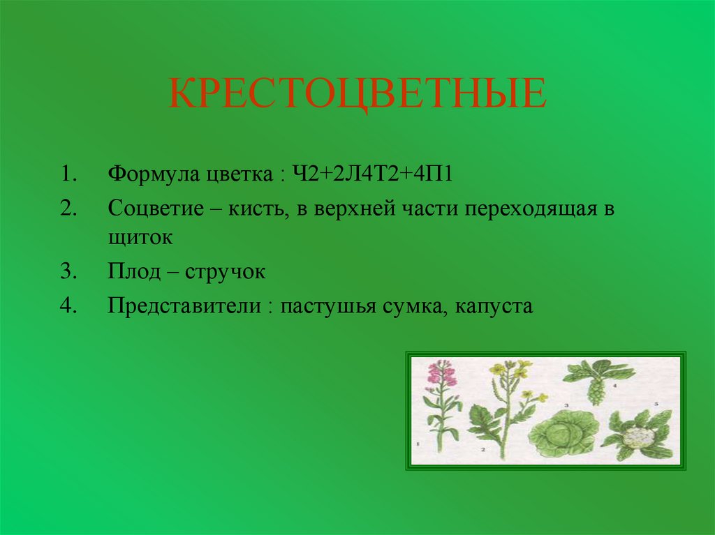 Крестоцветные формула цветка. Формула цветка крестоцветных: 1) ч4л4т2+4п1. Семейство крестоцветные формула цветка 6 класс. Формула цветка ч4л4т4+2п1. Формула цветка ч2+2л4т2+4п1.