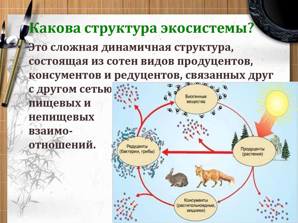 Схема общей структуры экосистем