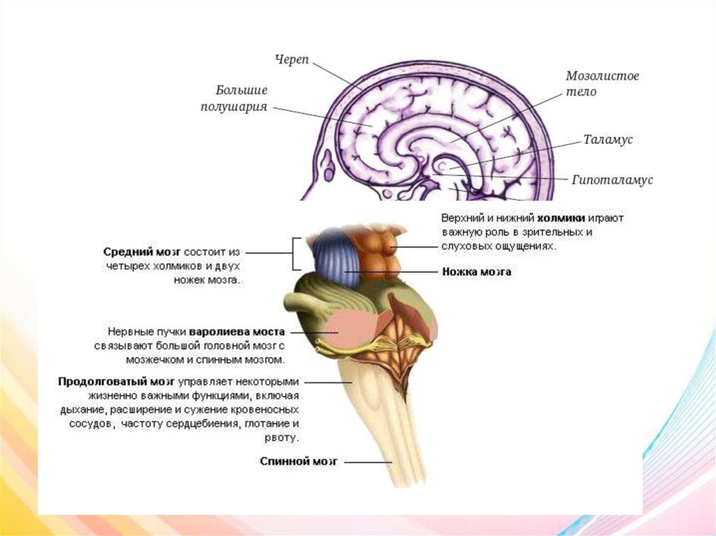 Функции ствола мозга человека