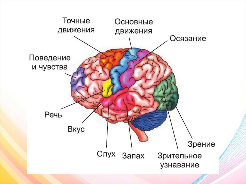 Основные доли мозга. Центры анализаторов в коре головного мозга. Центры вкусового анализатора в коре больших полушарий. Зоны чувствительности коры головного мозга. Функциональные отделы коры головного мозга.