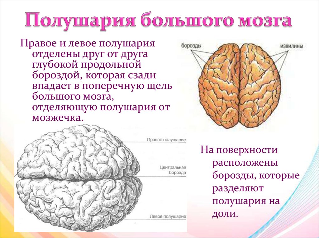 Что находится в полушариях мозга. Основные доли больших полушарий. Большие полушария головного мозга структура. Большие полушария переднего мозга подразделяются на доли. Строение наружное строение полушарий большого мозга.