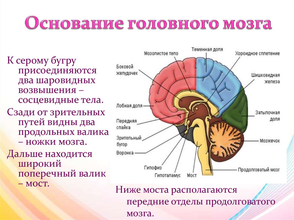 Правильная последовательность расположения отделов ствола головного мозга