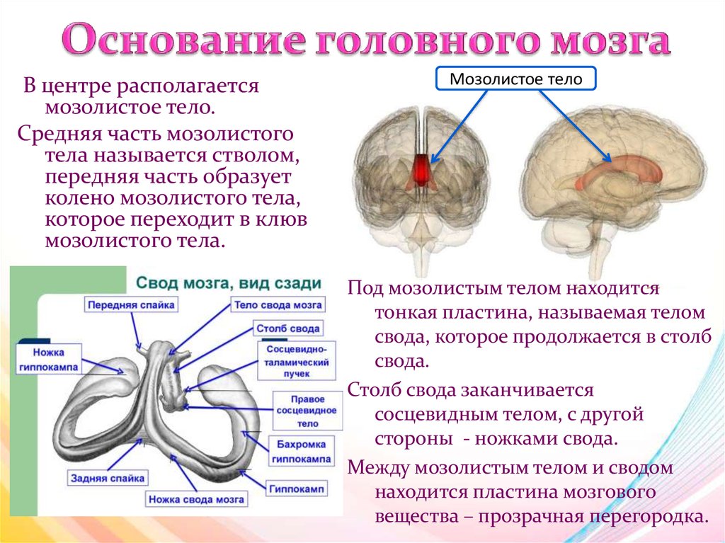 Свод головного мозга. Структуры головного мозга мозолистое тело. Свод мозга строение анатомия. Строение свода головного мозга.