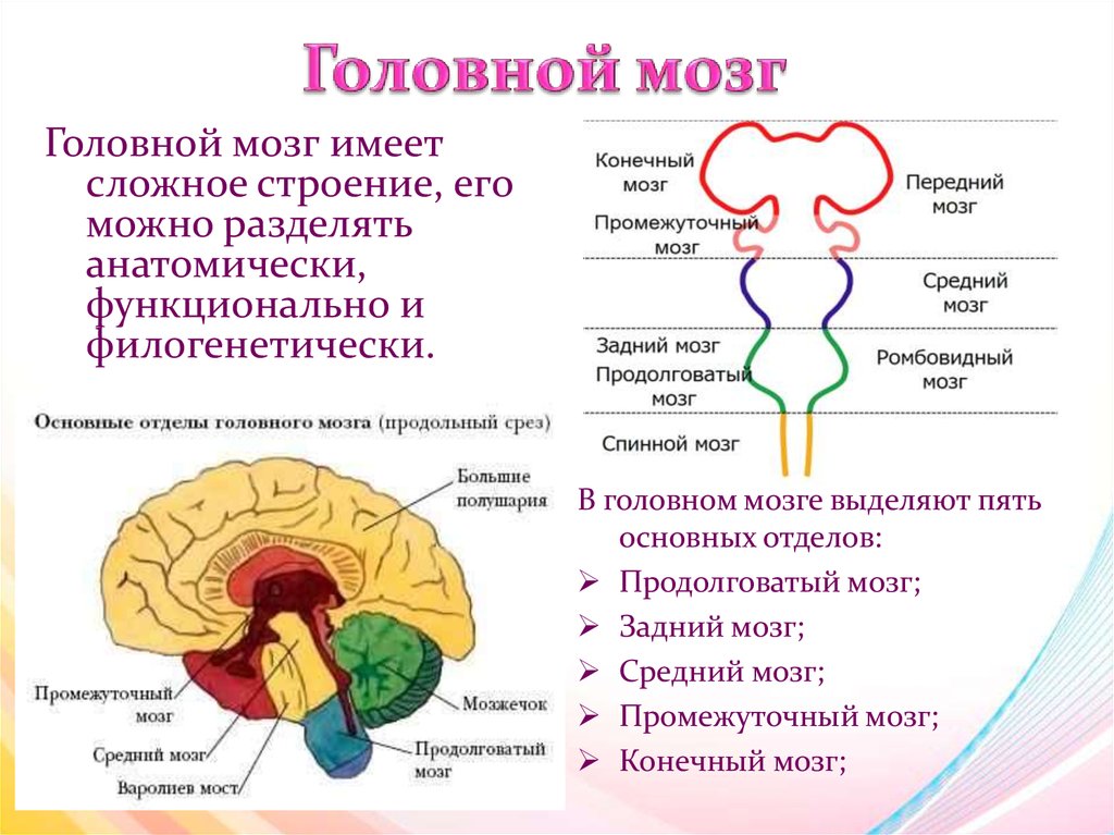 Самый маленький отдел головного мозга. Строение отделов головного мозга задний мозг. Таблица передний отдел головного мозга.