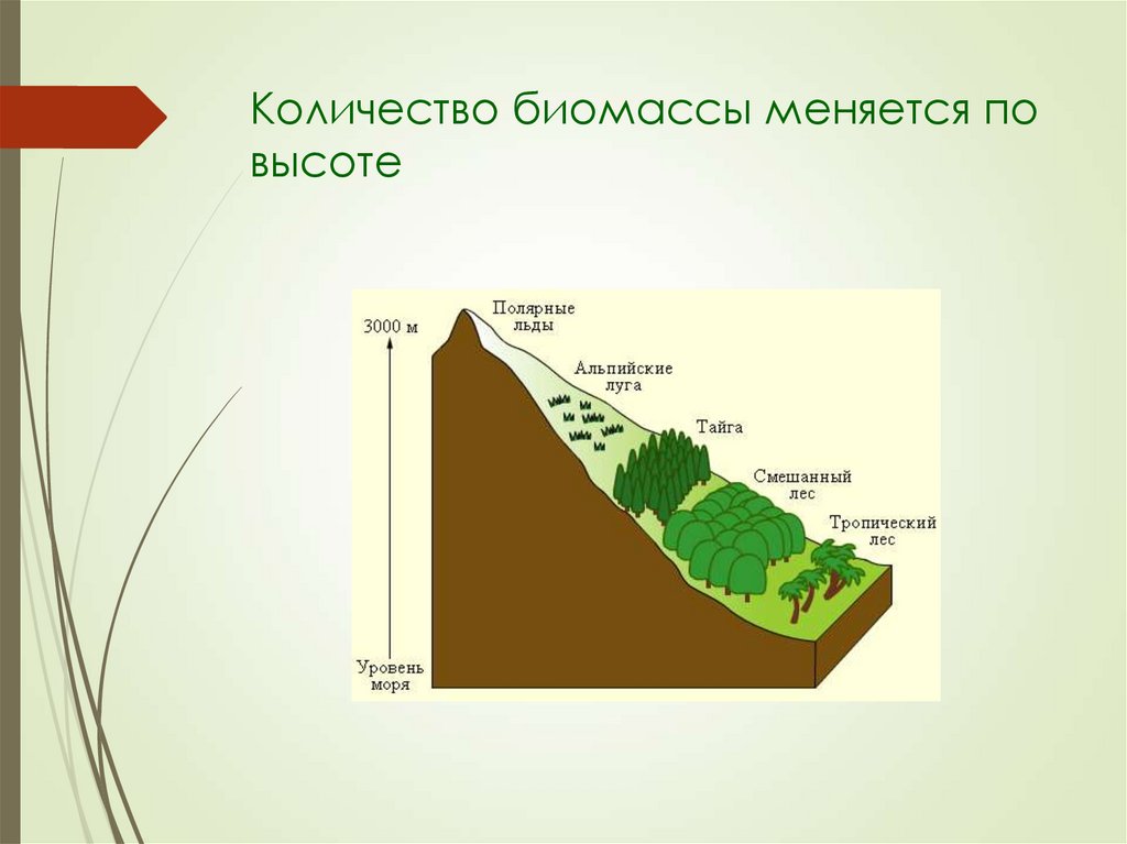 Состав биомассы схема. Биомасса биосферы. Биомасса растительности.
