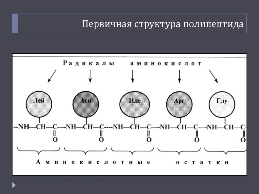 Изображение полипептида