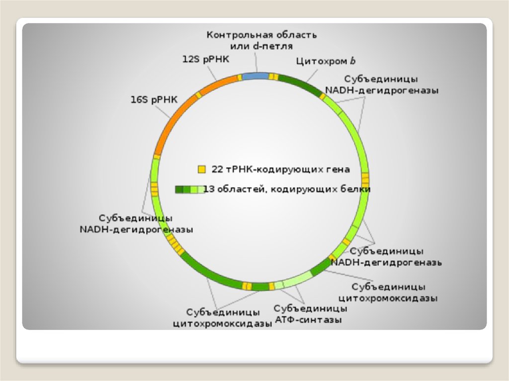 Митохондриальная днк