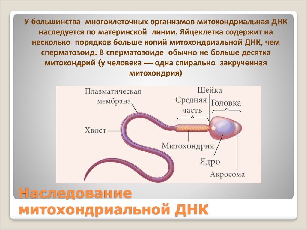 Митохондриальная днк