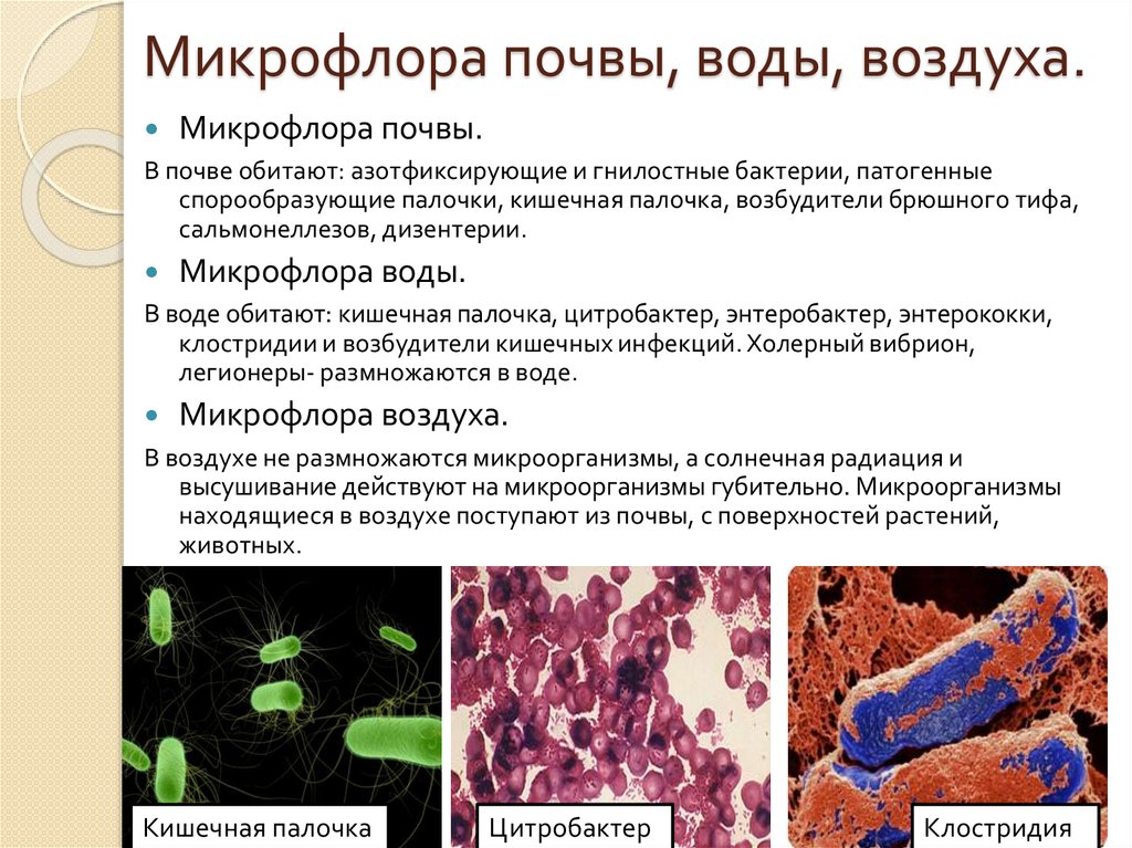 Бактерии примеры болезней