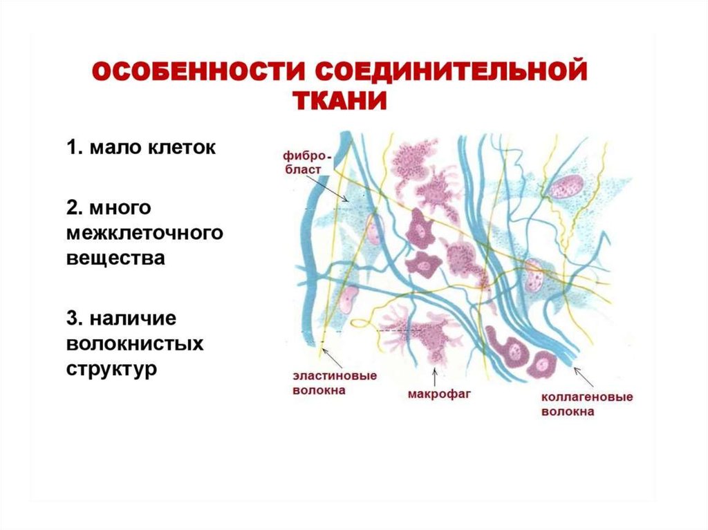 Функции соединительной ткани