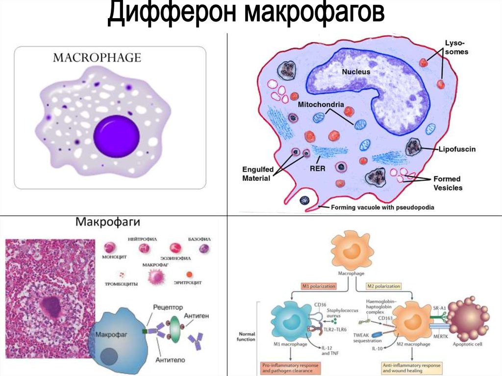 Клетками макрофагами являются. Строение макрофага рисунок. Строение макрофагов иммунология. Макрофаг гистология схема. Строение макрофага гистология.