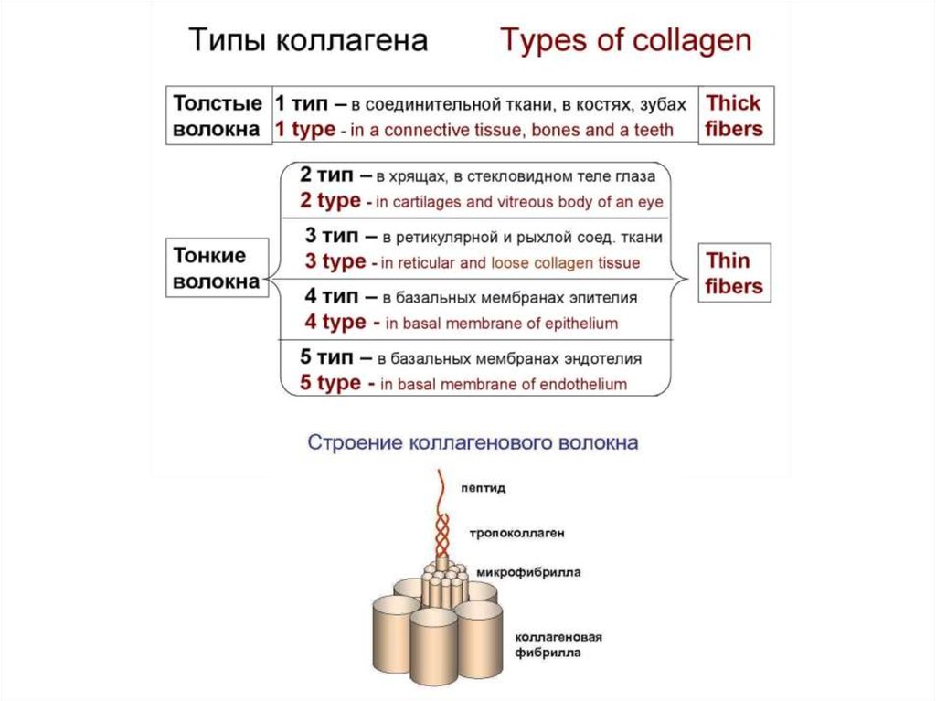 Типы коллагена