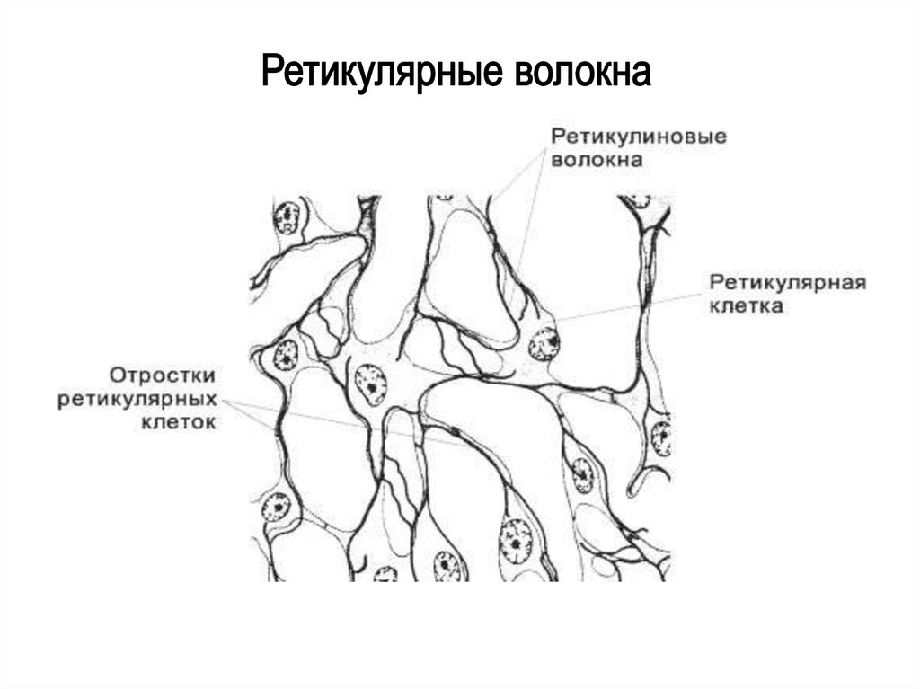 Рисунок ретикулярной ткани