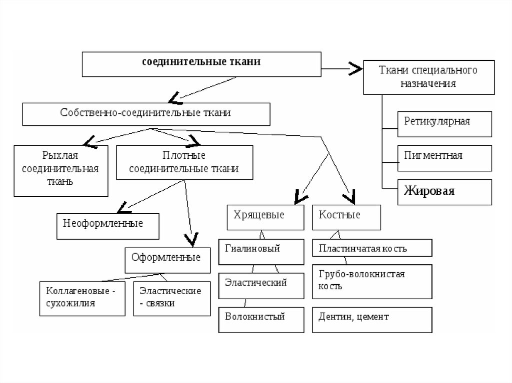 Соединительная ткань схема