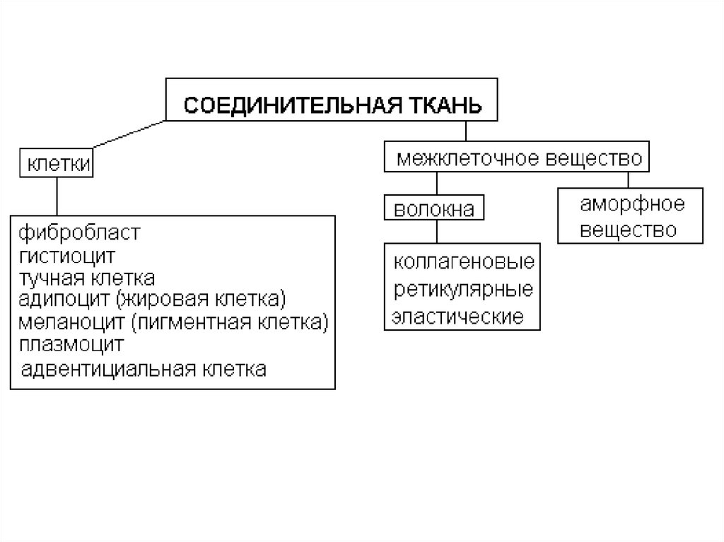 Соединительная строение