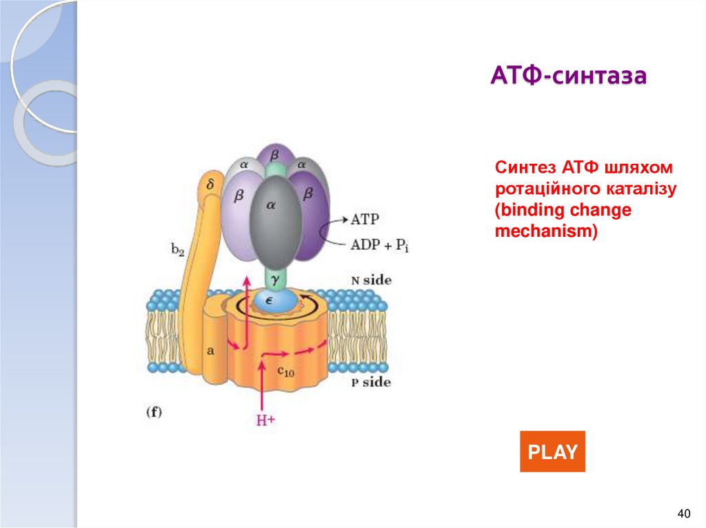 Функция синтез атф. Строение комплекса АТФ синтаза. АТФ синтетаза Синтез АТФ. Схема строения АТФ синтазы. АТФ синтетаза функции.