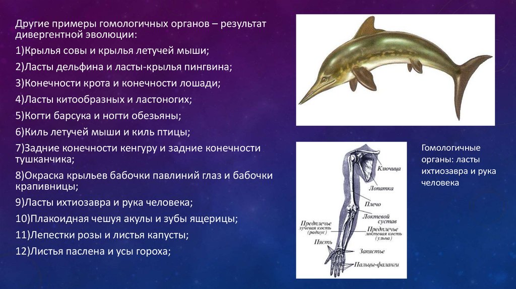 Ласты кита и роющие конечности. Форма тела дельфина. Ласты дельфина и ласты пингвина. Конечности дельфина. Задние конечности дельфина.