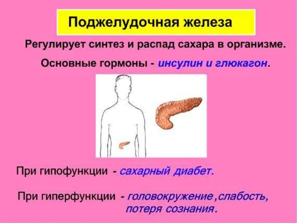 При гипофункции железы у человека развивается. Глюкагон гиперфункция и гипофункция. Пороки эндокринной системы у человека. Гастроэнтеропанкреатическая эндокринная система.
