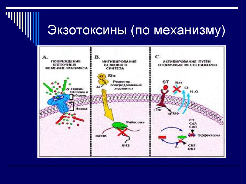 Пример токсина. Экзотоксины бактерий определяются. Механизм действия Эндо и экзотоксинов. Экзотоксины микроорганизмов это. Экзотоксины микробиология.