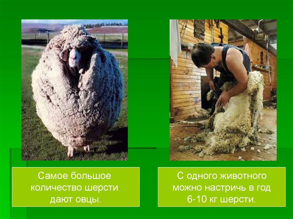 Шерсть какое число. Овечка с большим количеством шерсти. Овца с самым большим количеством шерсти. Овца дает шерсть.