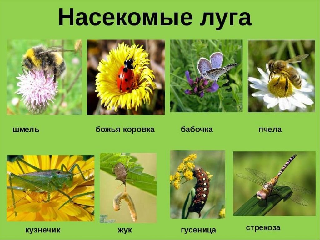 Луг презентация 2 класс