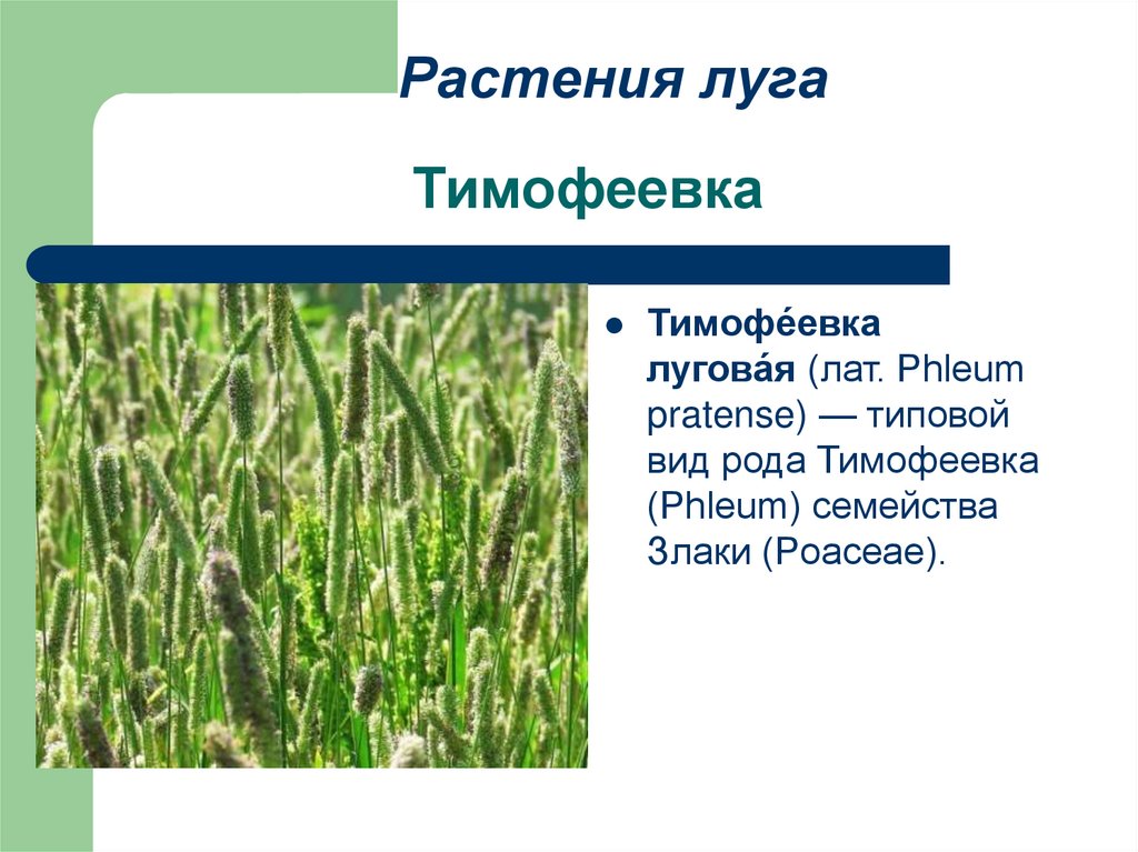 Характеристика луга. Растения Луга 4 класс Тимофеевка. Тимофеевка Луговая кущение. Тимофеевка Луговая систематика. Трава Тимофеевка Луговая характеристика.