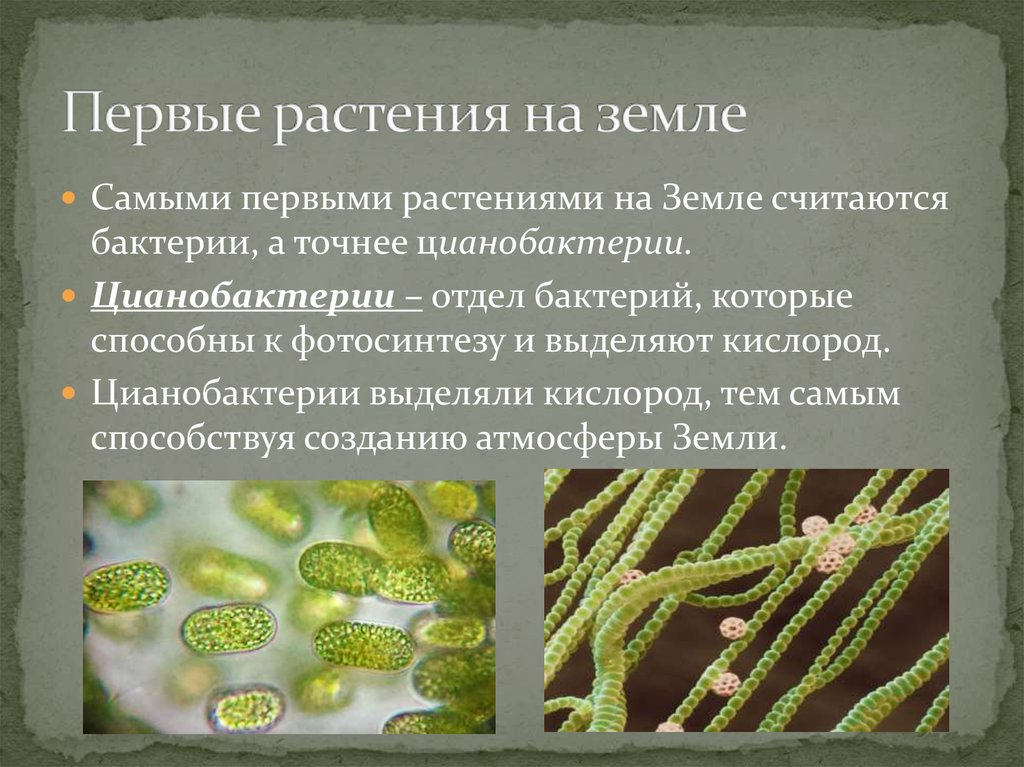 Группы организмов цианобактерии. Цианобактерии это 5 класс. Цианобактерии хлорофилл. Цианобактерии бактерии 5 класс биология. Цианобактерии фотосинтезирующие микроорганизмы.