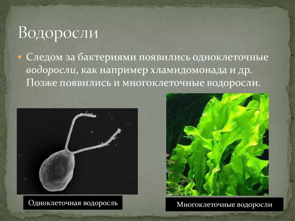Многоклеточные водоросли. Водоросли одноклеточные и многоклеточные. Одноклеточные водоросли и многоклеточные водоросли. Эволюция растений одноклеточные водоросли многоклеточные.