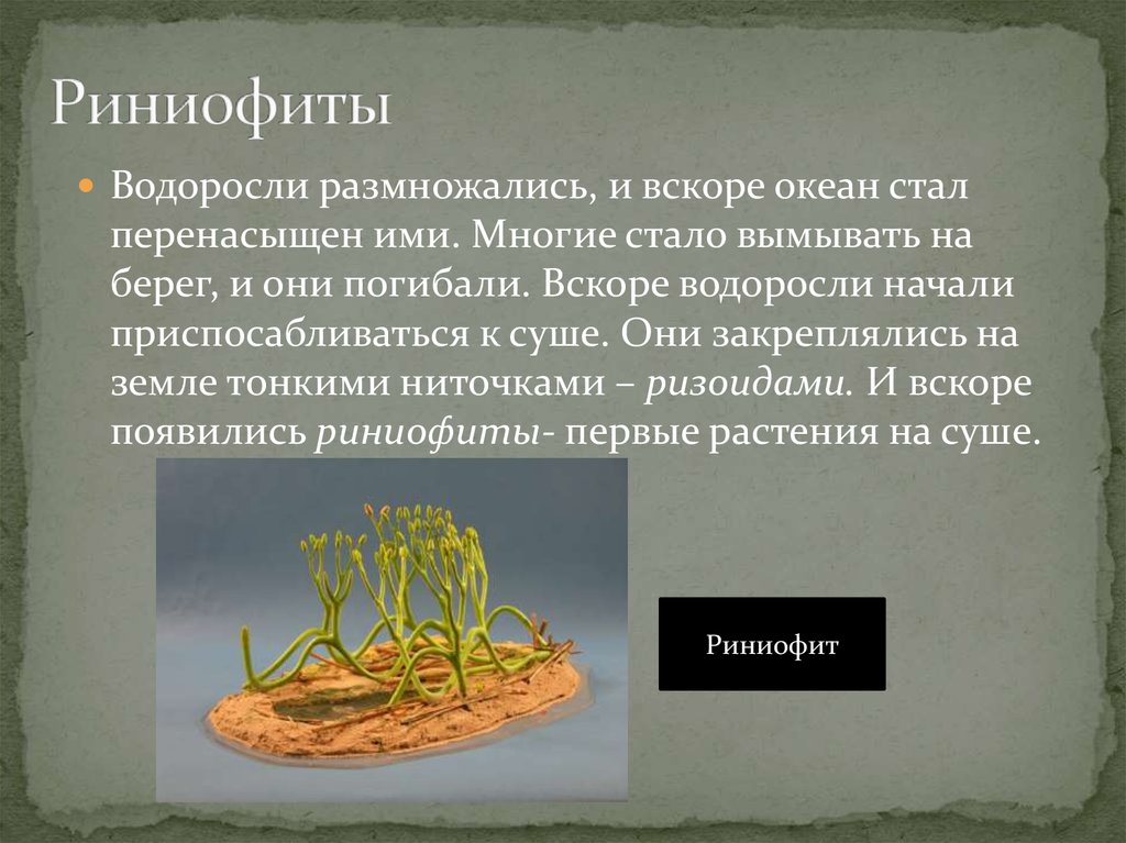 В каком периоде появляются растения. Риниофит Риния. Псилофиты и риниофиты. Первые растения на суше. Риниофиты растения.