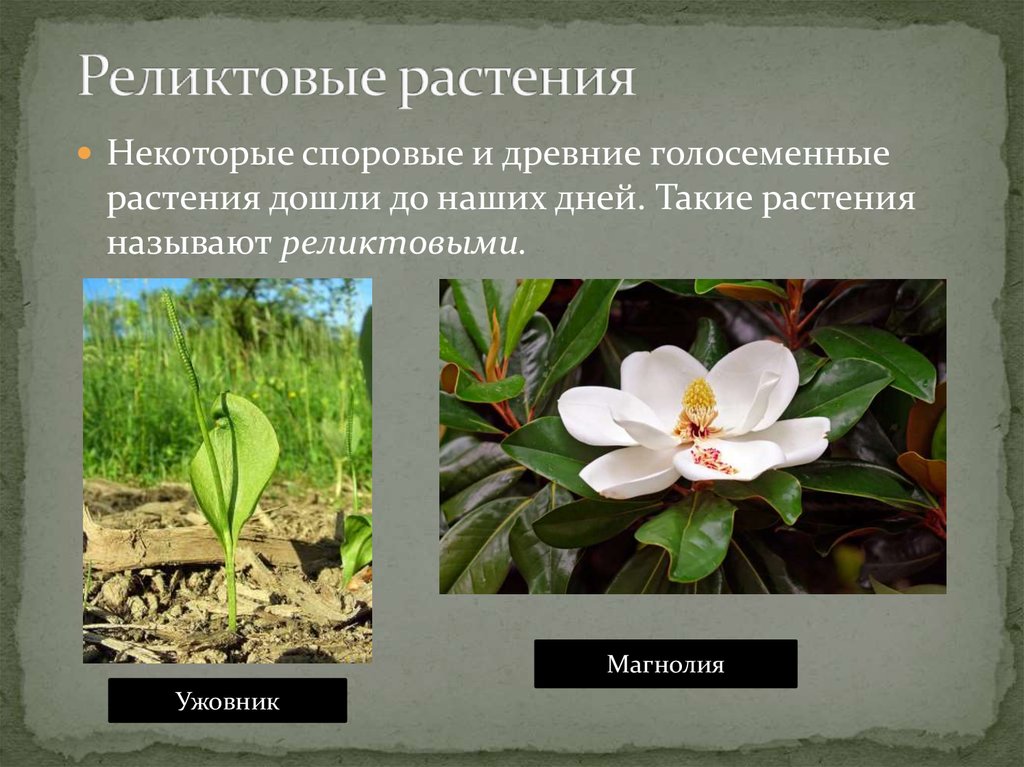 Примеры про растения. Реликтовые растения. Реликты растений и животных. Название реликтовых растений. Реликтовые растения примеры.
