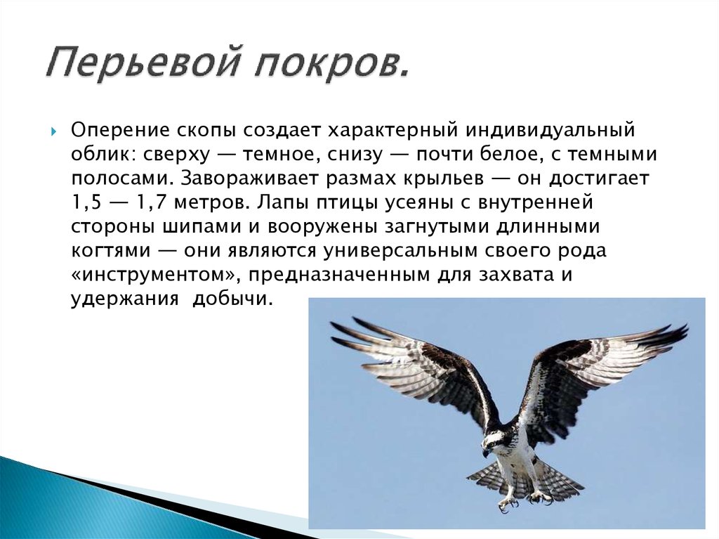 Рассмотрите перьевой покров однороден ли он равномерно. Скопа. Скопа интересные факты. Перьевой Покров птиц. Скопа красная книга.