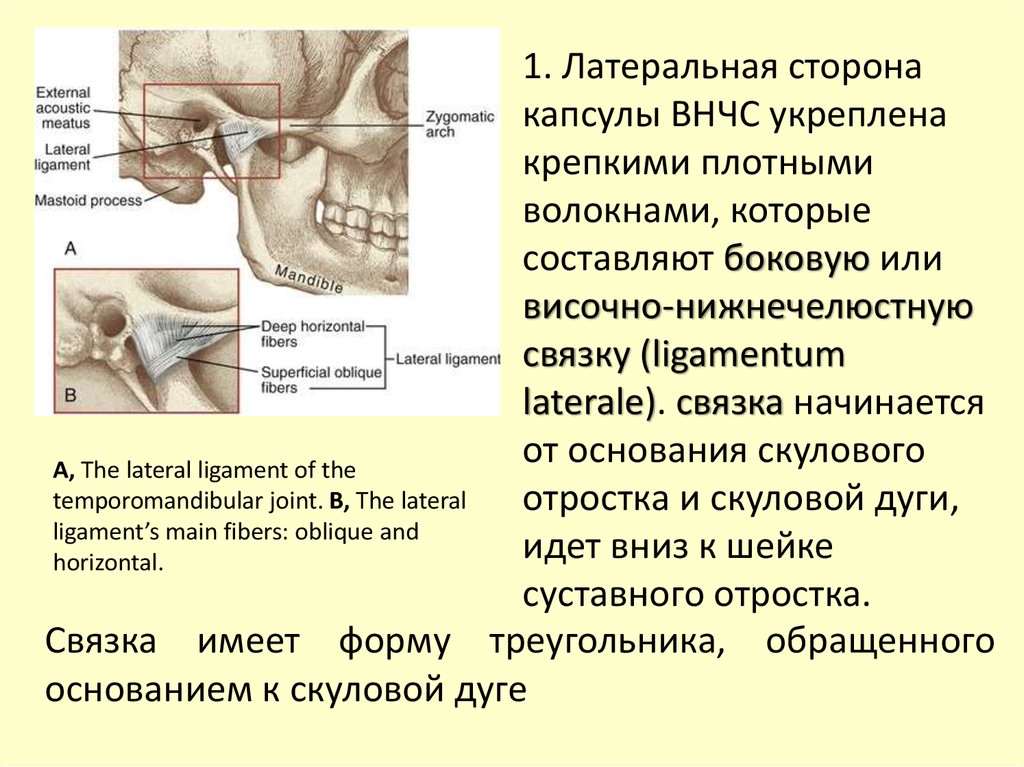 Суставной диск. Не вправляемый вывих диска ВНЧС. Капсульная связка ВНЧС. Капсульные связки височно-нижнечелюстного сустава. Анатомия суставной капсулы ВНЧС.