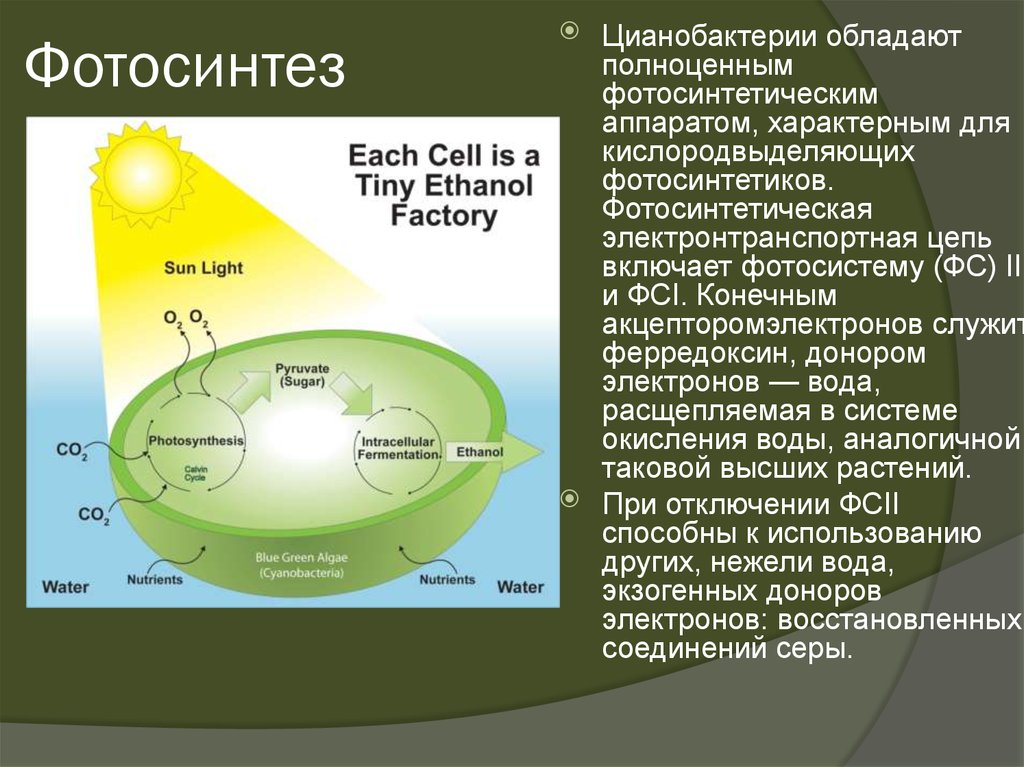 Русский ученый впервые значение хлорофилла для фотосинтеза. Бескислородный фотосинтез схема. Фотосинтез цианобактерий. Фотосинтез у бактерий. Процесс фотосинтеза у бактерий.