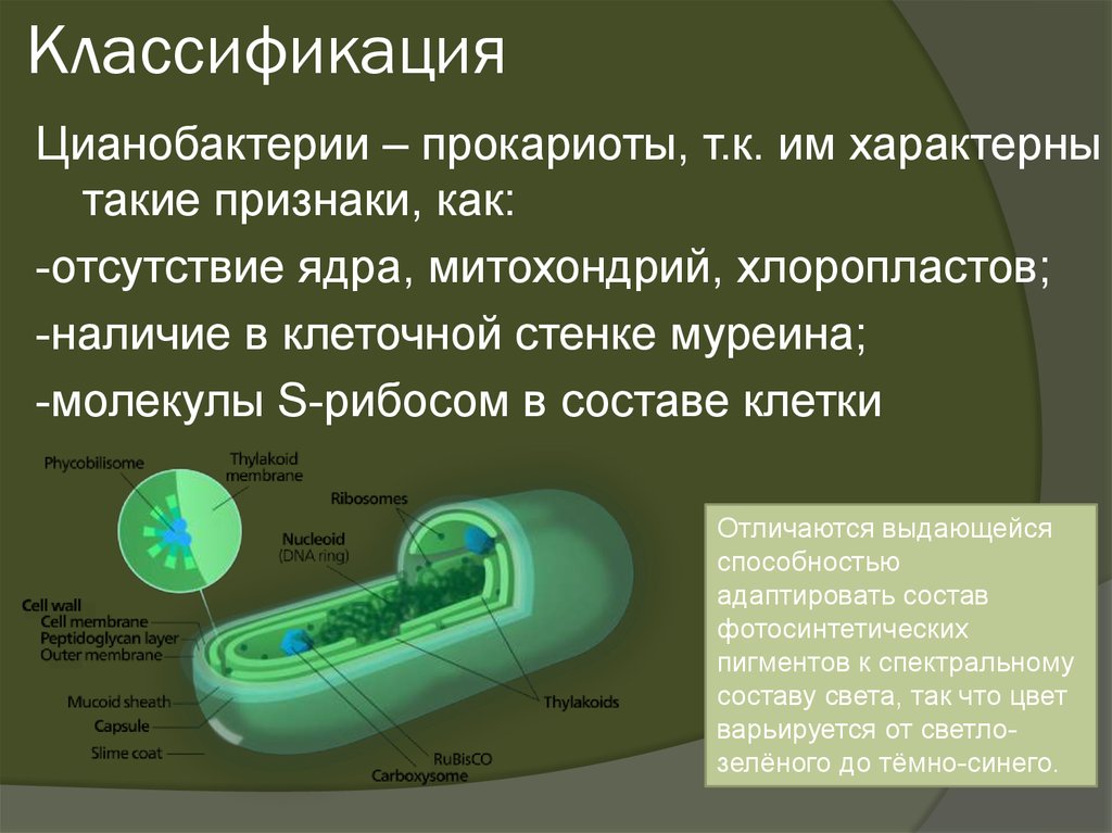 Цианобактерии какой хроматофор