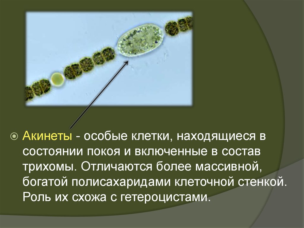 Цианобактерии встречаются в составе лишайников. Размножение цианобактерий. Цианобактерии строение. Акинеты цианобактерий. Строение клетки цианобактерий.