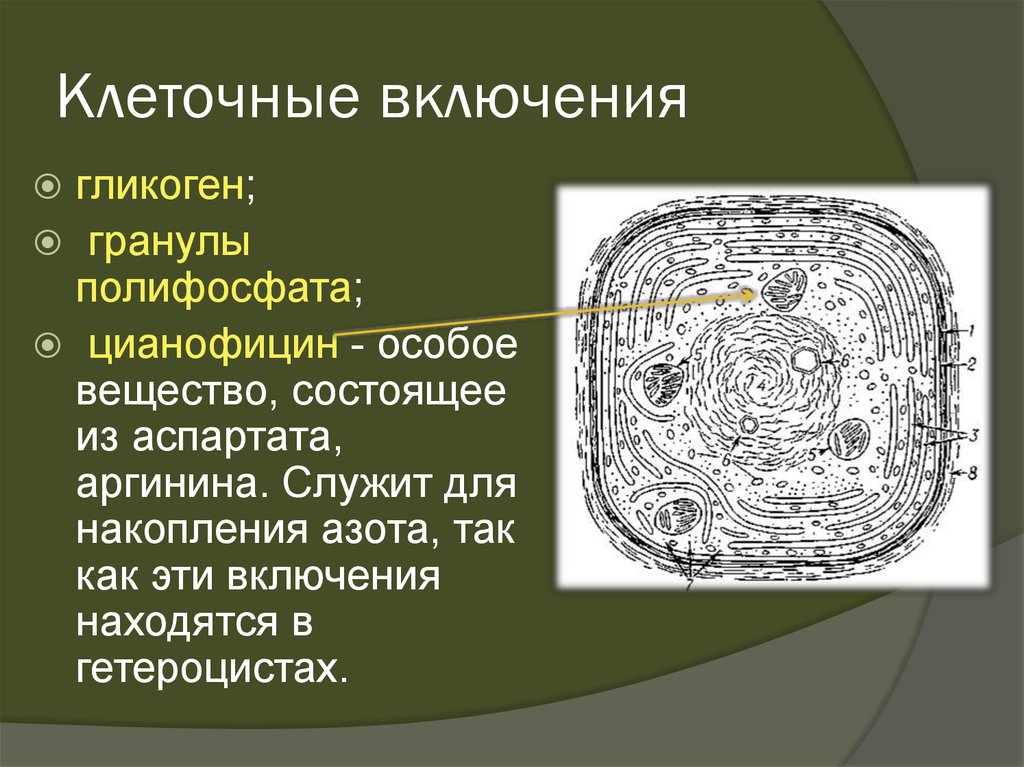 Структура включения. Включения животной клетки функции. Клеточные включения строение. Строение включений клетки. Клеточные включения животной клетки.