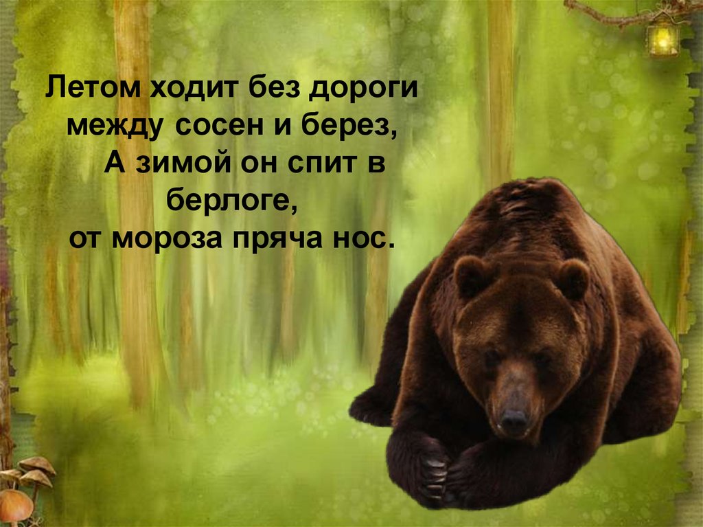 Летом ходит без дороги между сосен и берез, А зимой он спит в берлоге, от мороза пряча нос.