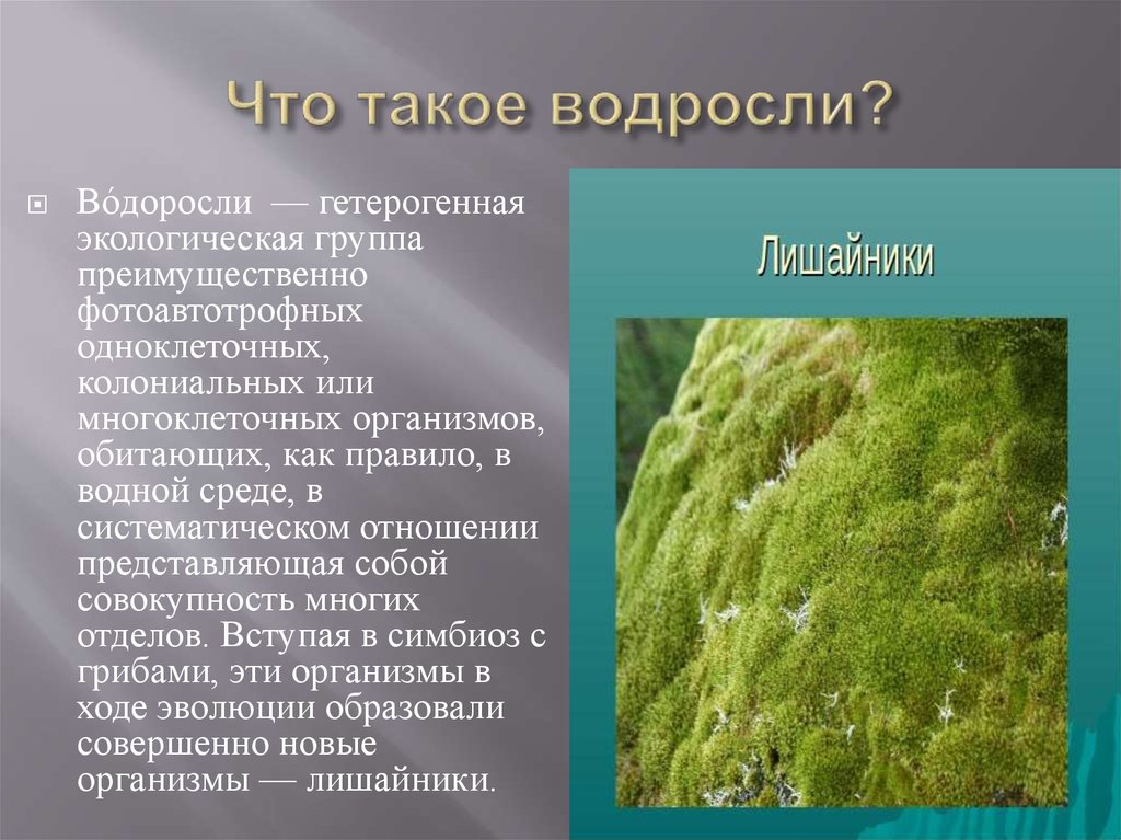 Водоросли презентация 6 класс пономарева