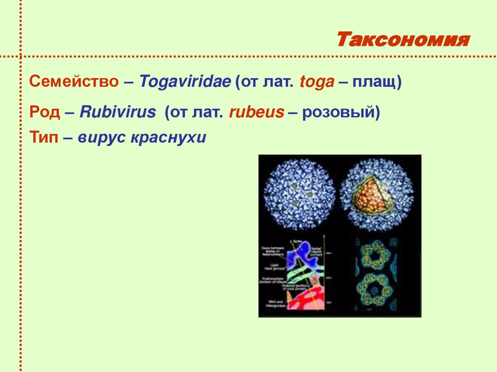 Тогавирусы вирус краснухи презентация