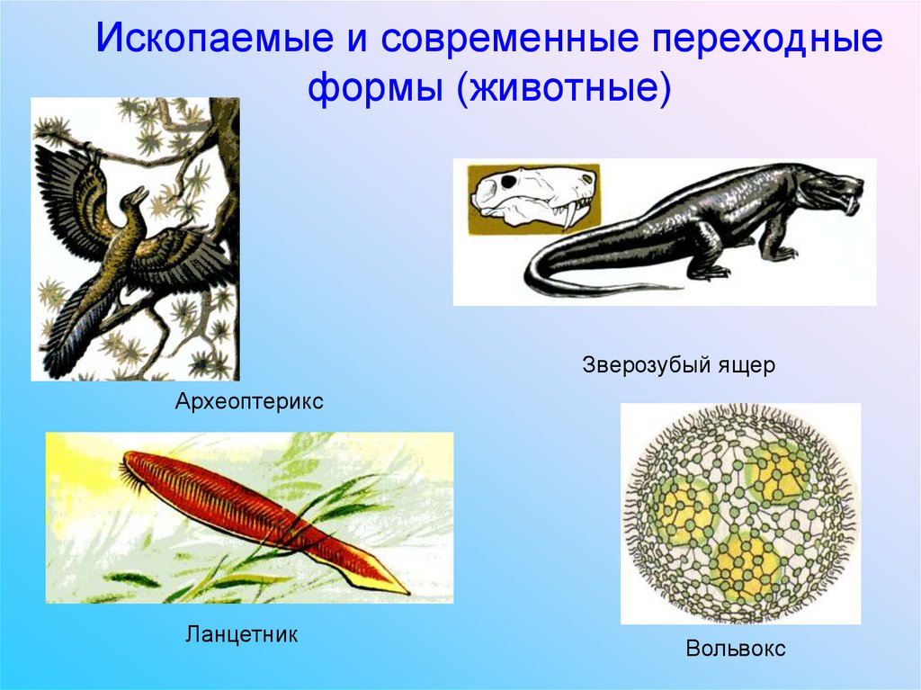 Какие ископаемые формы организмов относятся к переходным рассмотрите рисунок