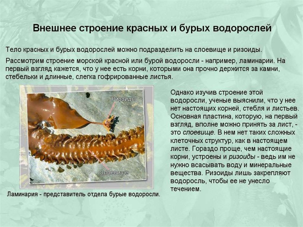 Многообразие водорослей зеленые водоросли бурые красные. Количество видов красных и бурых водорослей. Интересные факты о бурых водорослях. Количество видов красных и бурых водорослей. Презентация красные водоросли багрянки.