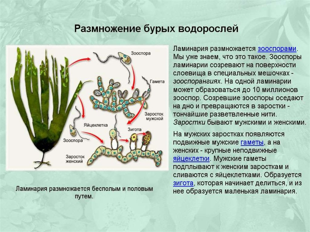 Для водорослей характерно ответ. Вегетативное размножение бурых водорослей. Циклы водорослей ламинария. Зооспоры ламинарии. Размножение водорослей ламинария.