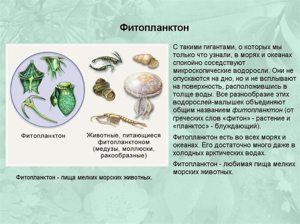 Фитопланктон образуют. Фитопланктон характеристика. Фитопланктон состав. Какие водоросли образуют фитопланктон. Фитопланктон это в биологии.