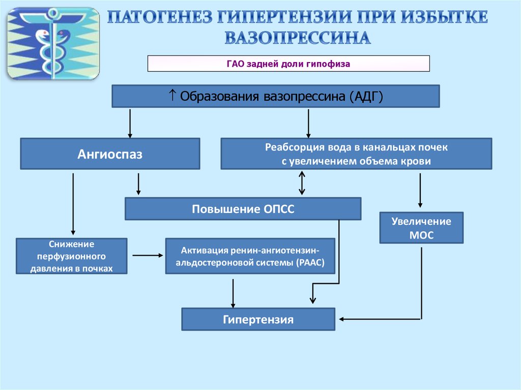 Развитие гипертензии. Патогенез гипертензии патофизиология. Патогенез вазопрессина. При избытке вазопрессина наблюдается. Избыток АДГ (вазопрессина).