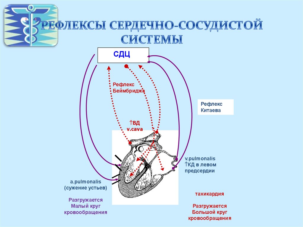 Глазосердечный рефлекс схема