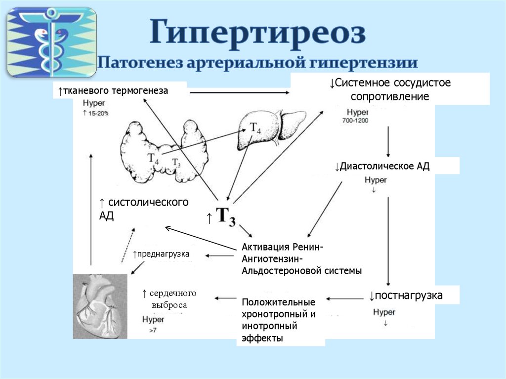 Гипотиреоз презентация патофизиология