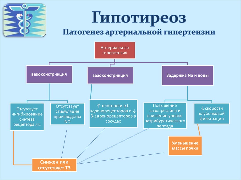 Гипотиреоз виды причины механизмы развития основных проявлений презентация